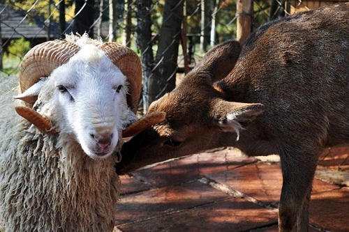 Ram and Deer
