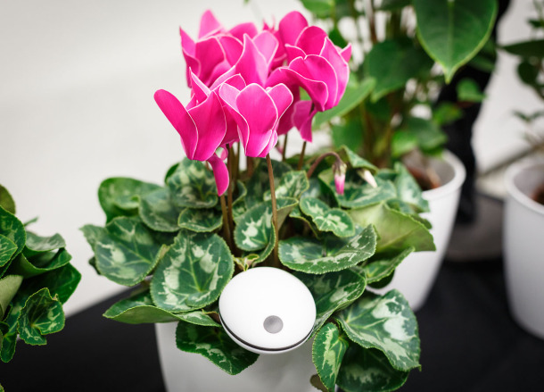 The $  99 Koubachi Wi-Fi plant monitor pokes into the soil and uploads environmental data to the company, which then sends plant-care alerts customized for each species.