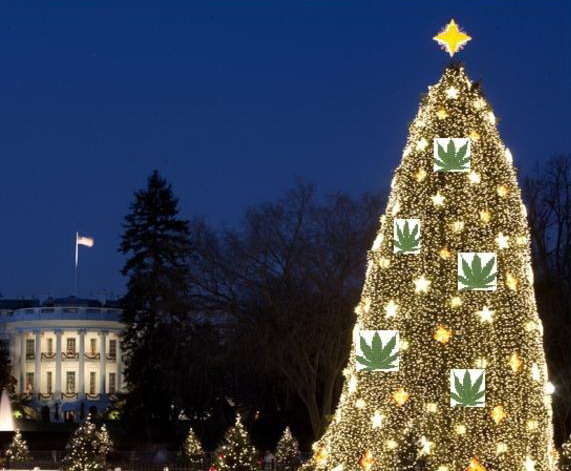 White House tree decked with marijuana White House tree decked with marijuana