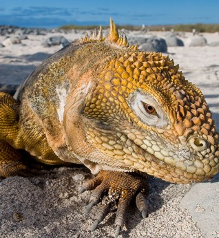 Rare Galapagos Creatures Face Insidious Threat From Non-Native Invaders